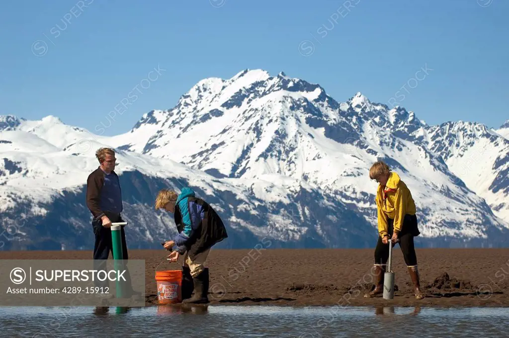 Family Digs for Razor Clams Tuxedni Bay Cook Inlet AK SC Spring Mt Iliamna