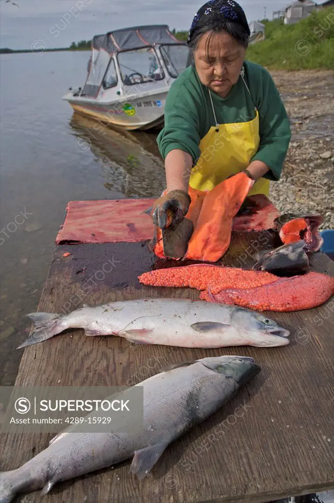 Native Alaskan woman prepares salmon along the Nushagak Riverbank near Ekwok, Alaska