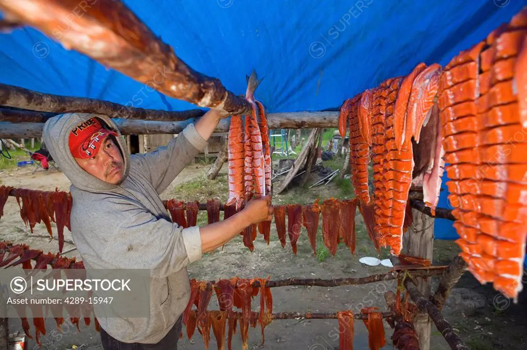 Native Yupik eskimo man hanging subsistance caught salmon on drying rack Tuluksak Western Alaska