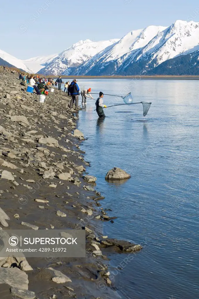 Group of people Hooligan fishing on shoreline around Turnagain Arm near Portage Glacier spring Southcentral Alaska