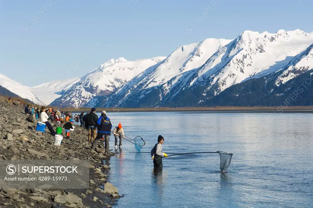 Group of people Hooligan fishing on shoreline around Turnagain Arm near Portage Glacier spring Southcentral Alaska