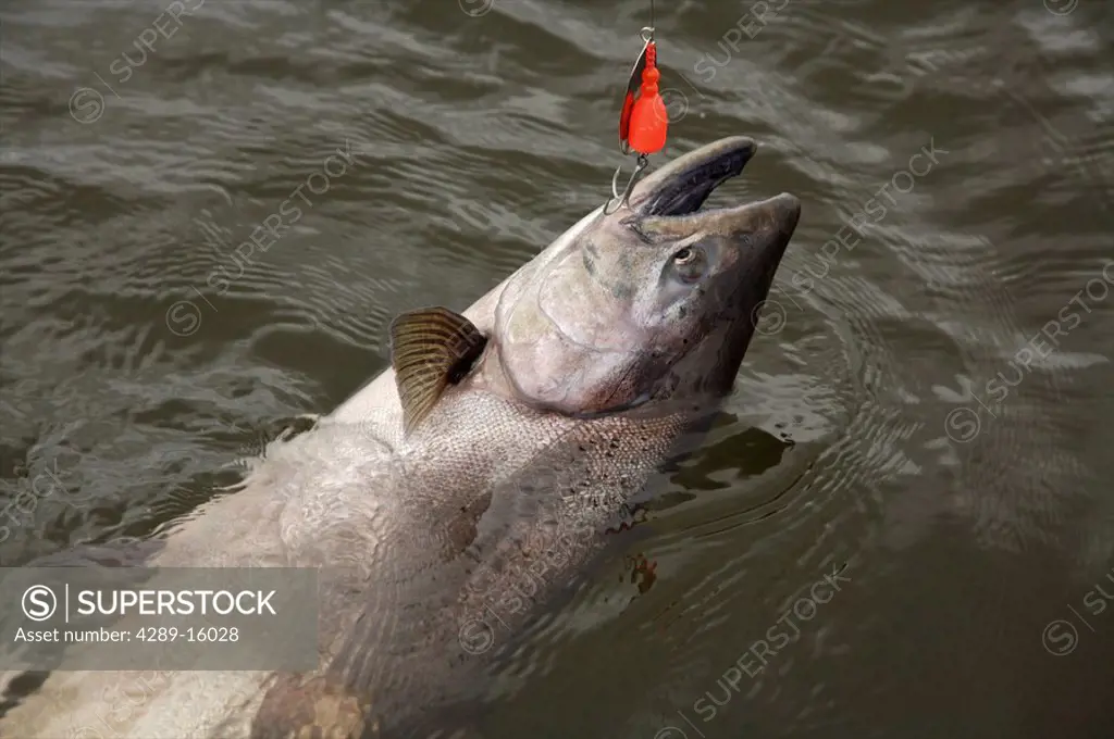 Close up of a King Salmon caught on a line near Toman´s King Camp, Nushagak River, Alaska