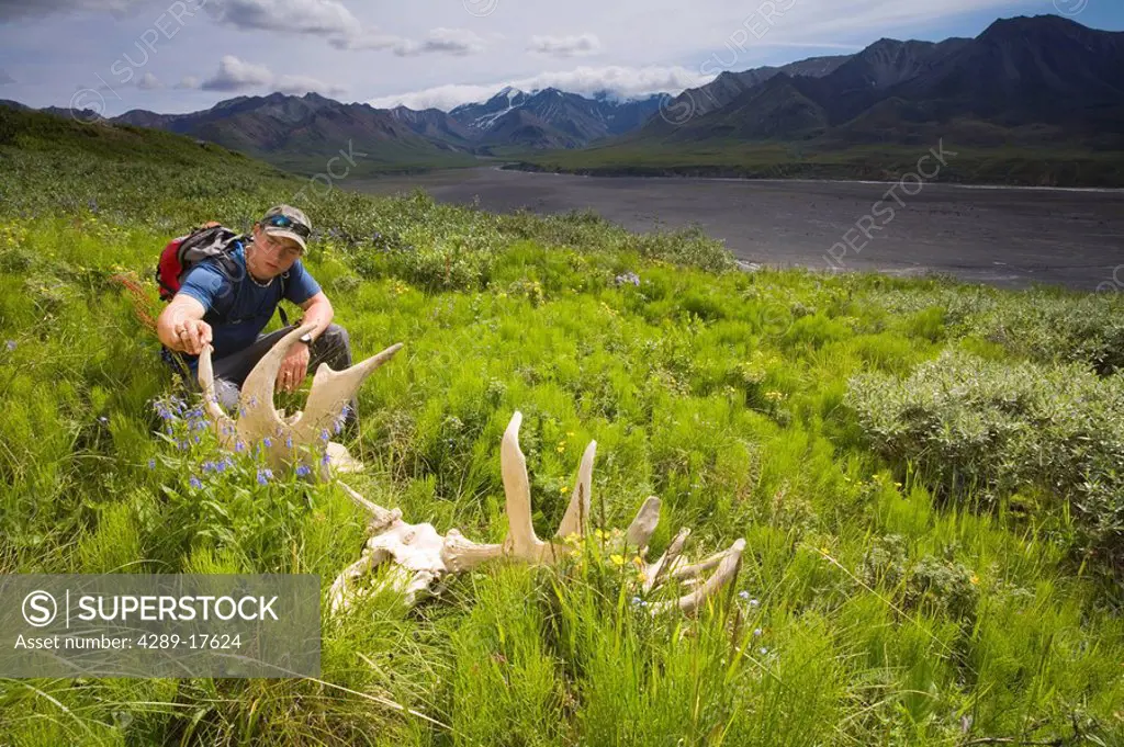Hiker views Moose Antlers on tundra at Grassy Pass near the Eielson visitor center Denali National Park Alaska