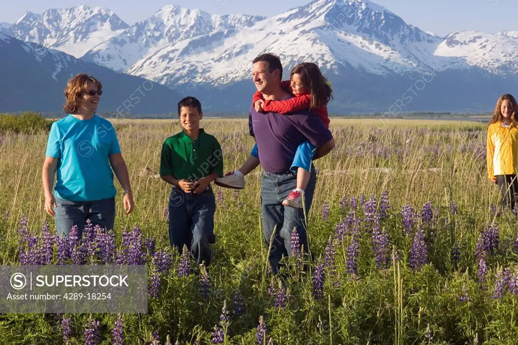 Family hiking in field of lupine along Turngain Arm, Southcentral, Alaska, Summer.