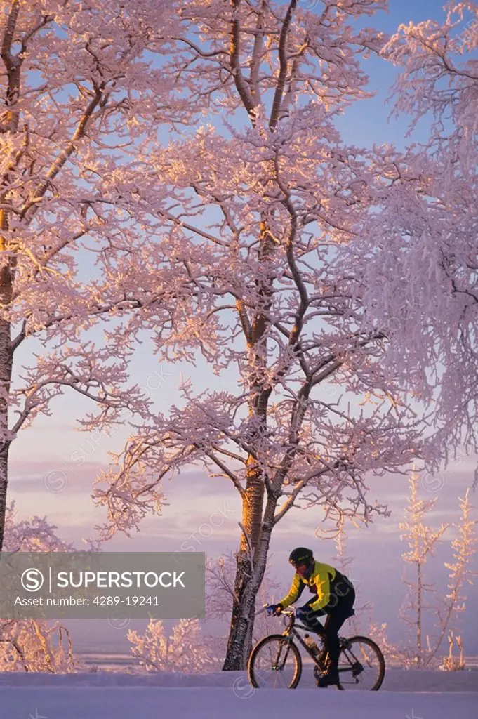 Woman mountain biking frosty trees winter scenic