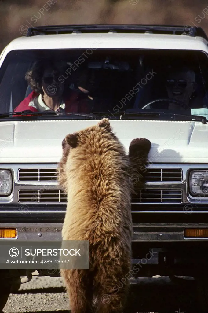 Visitor views bear cub from vehicle Denali Natl Prk AK