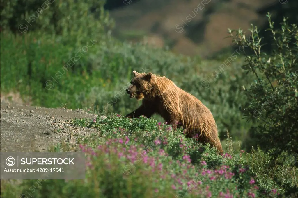 Brown Bear Walks on Hillside Denali NP Interior AK Summer