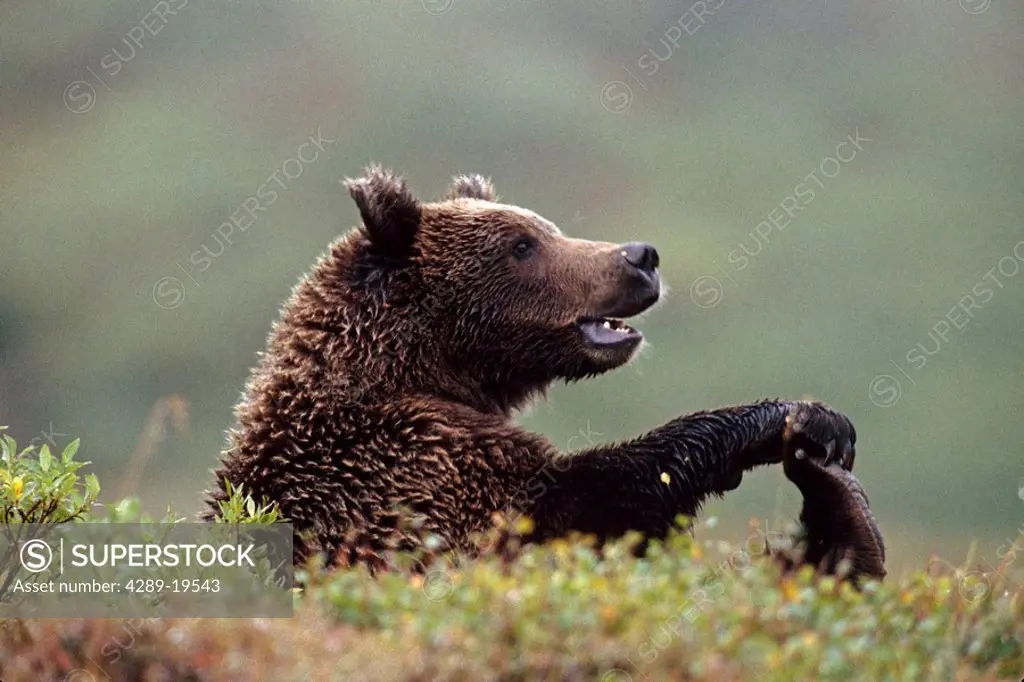 Grizzly Bear Denali National Park Interior Alaska autumn