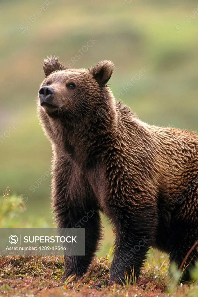 Grizzly Bear near Hwy Pass Denali Natl Park Interior Alaska summer portrait