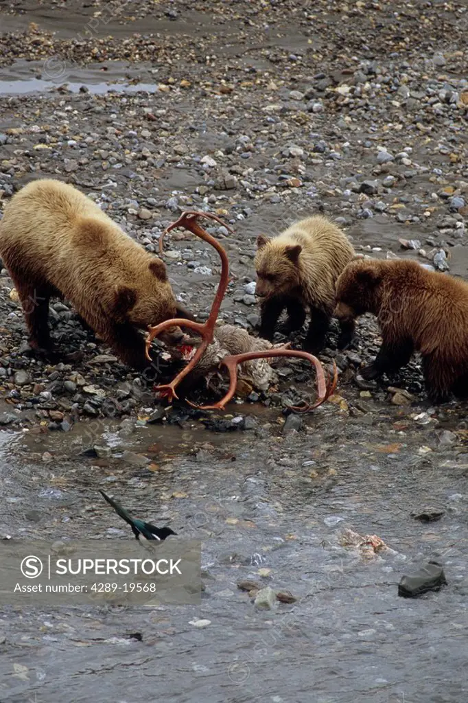 Grizzly Sow & Cubs Feed on Caribou Carcass Denali NP AK IN Toklat River Summer