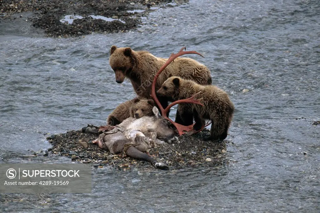 Grizzly Sow & Cubs Feed on Caribou Carcass Denali NP AK IN Toklat River Summer