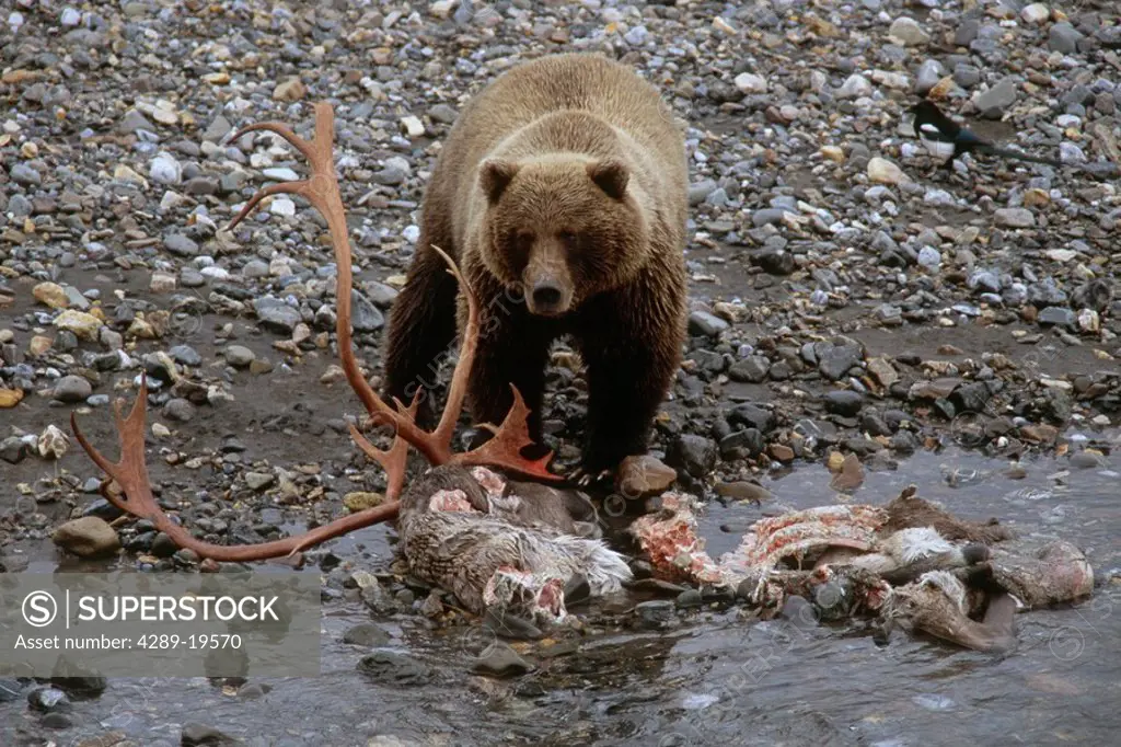 Grizzly Bear Feeds on Caribou Carcass Denali NP AK IN Toklat River Summer