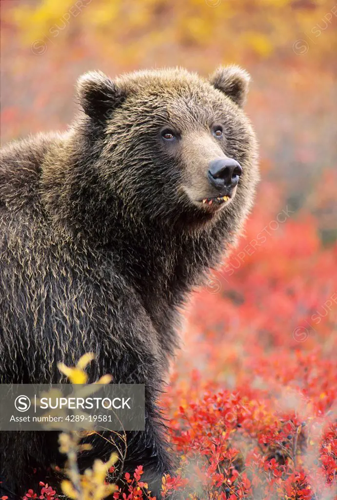 Grizzly Bear in Blueberry Patch Denali Natl Park Alaska Fall Interior Eye Contact