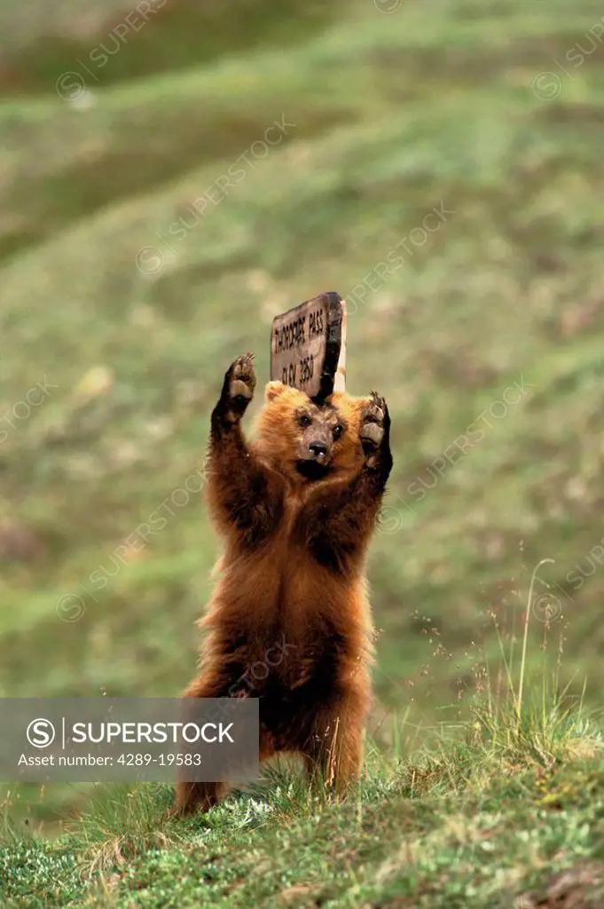 Grizzly Bear Yearling Cub Denali Natl Park Interior AK Summer
