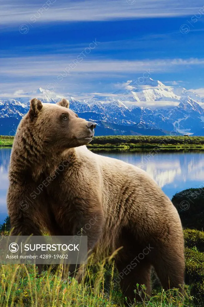 COMPOSITE Grizzly stands in front of lake with Mt. Mckinley in the background, Alaska COMPOSITE