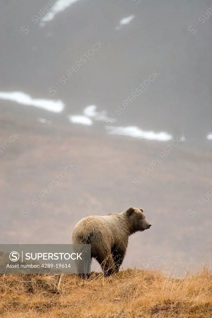 Brown bear standing on ridge in rain @ Highway Pass Denali National Park Interior Alaska Autumn