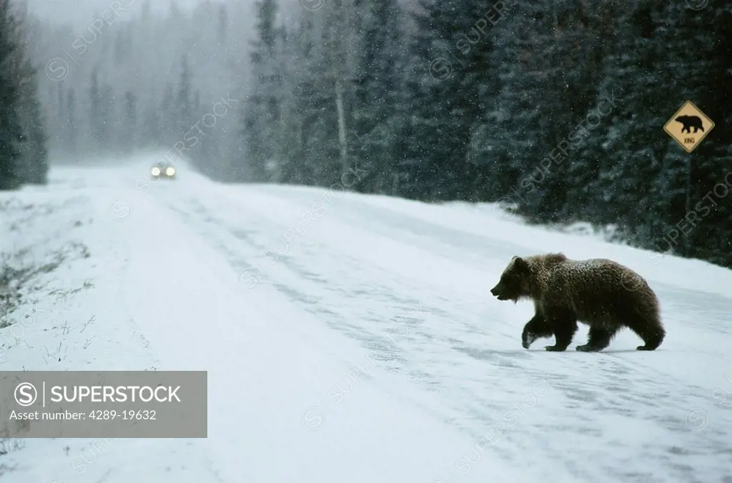 Grizzly Bear cross Sterling Hwy Soldotna KP AK Composite winter scenic