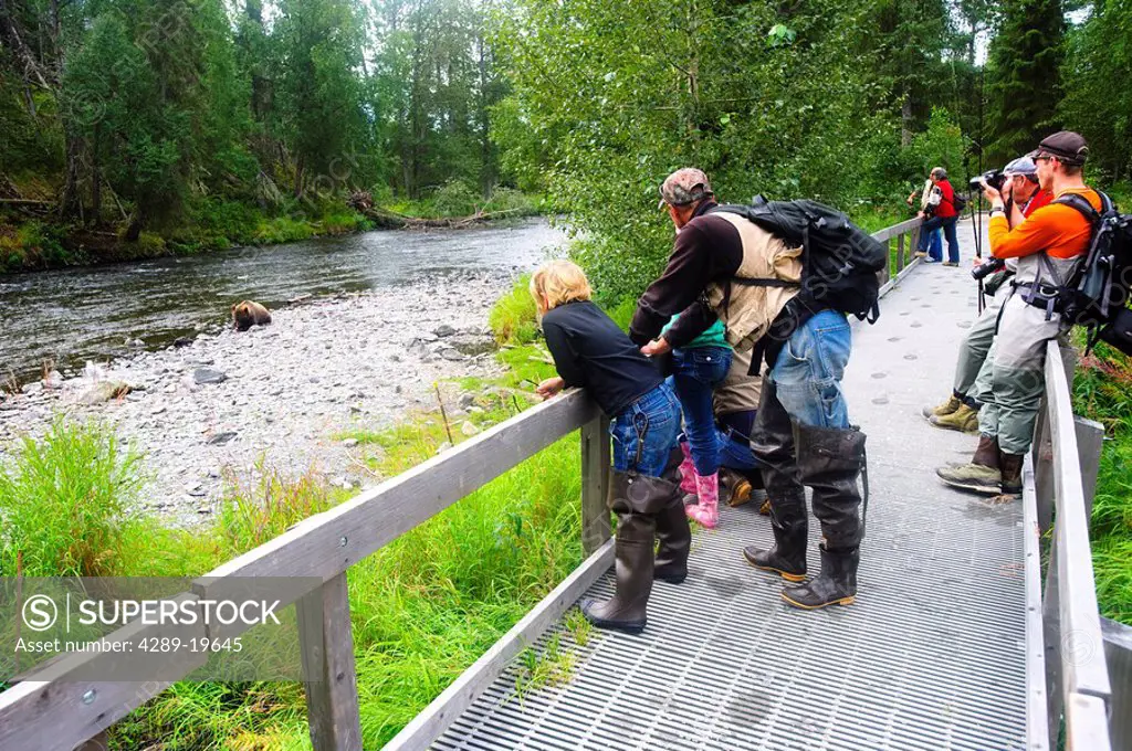 Fishermen stop along the boardwalk to photograph a Brown Bear fishing for salmon on the Russian River, Kenai Peninsula, Alaska
