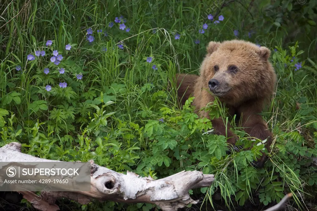 View of Brown bear resting in a patch of wild geraniums, Russian River, Kenai Peninsula, Southcentral Alaska, Chugach National Forest, Kenai National ...
