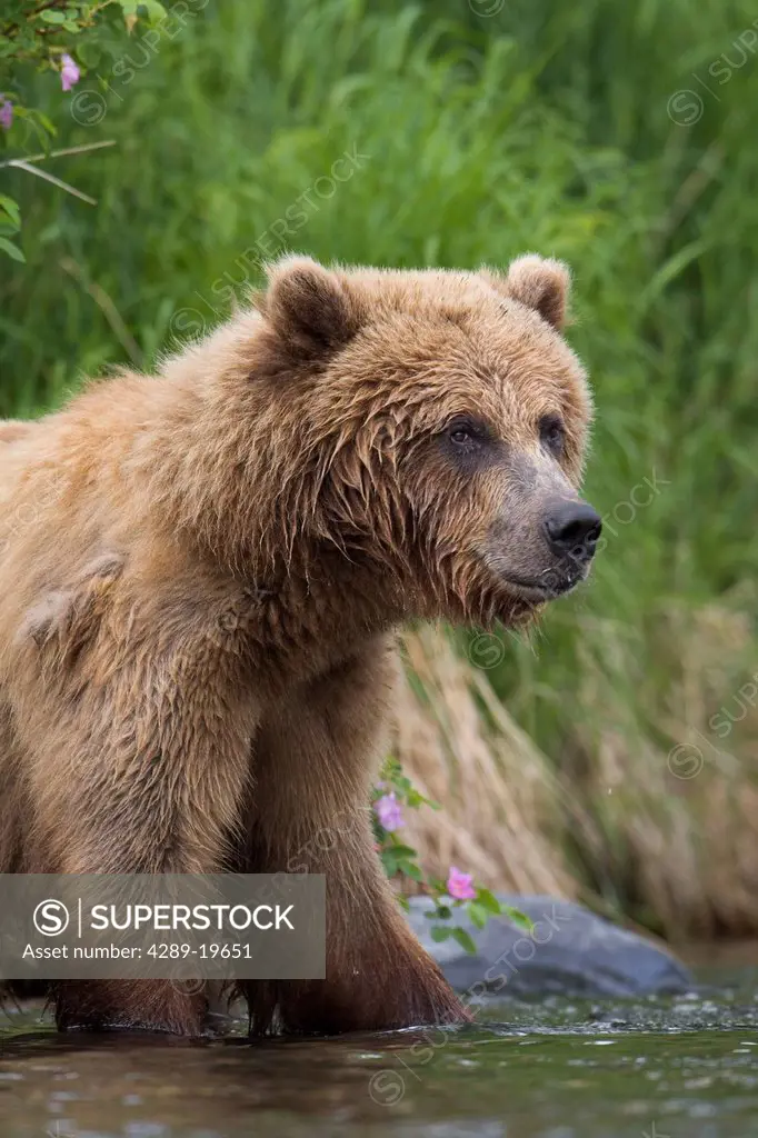 View of Brown bear standing near the shore of the Russian River, Kenai Peninsula, Southcentral Alaska, Chugach National Forest, Kenai National Wildlif...