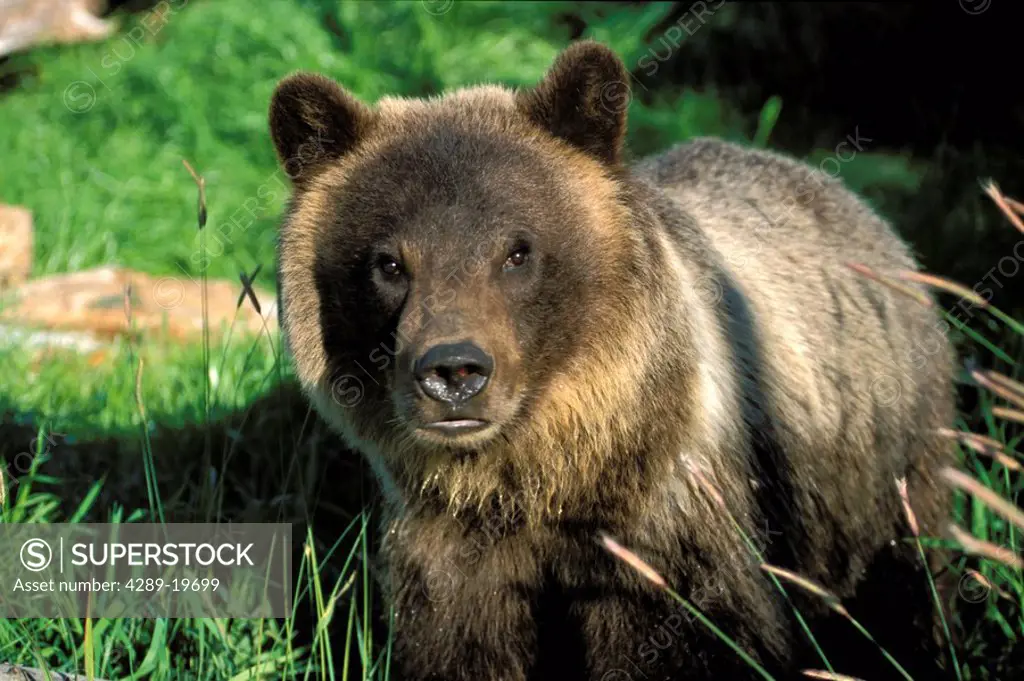 Portrait of *Hugo* Grizzly Bear SC AK Summer Captive/nBig Game Alaska