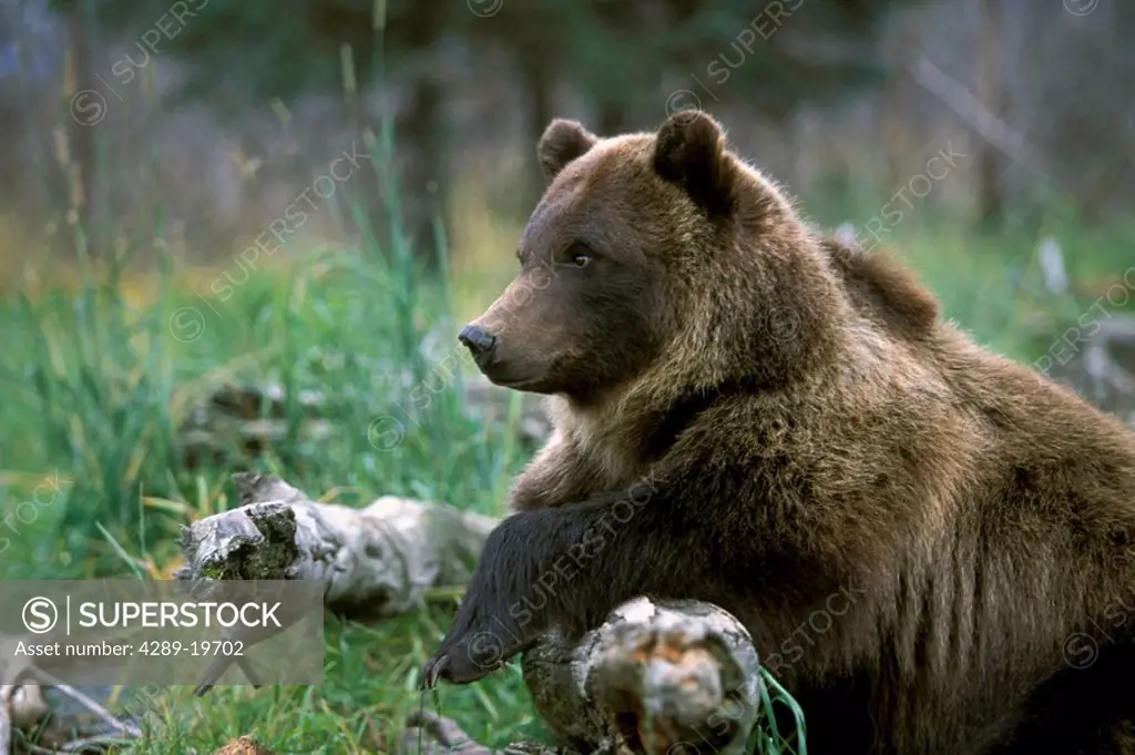 Portrait of *Hugo* Grizzly Bear on Log SC AK Captive Summer Big Game Alaska