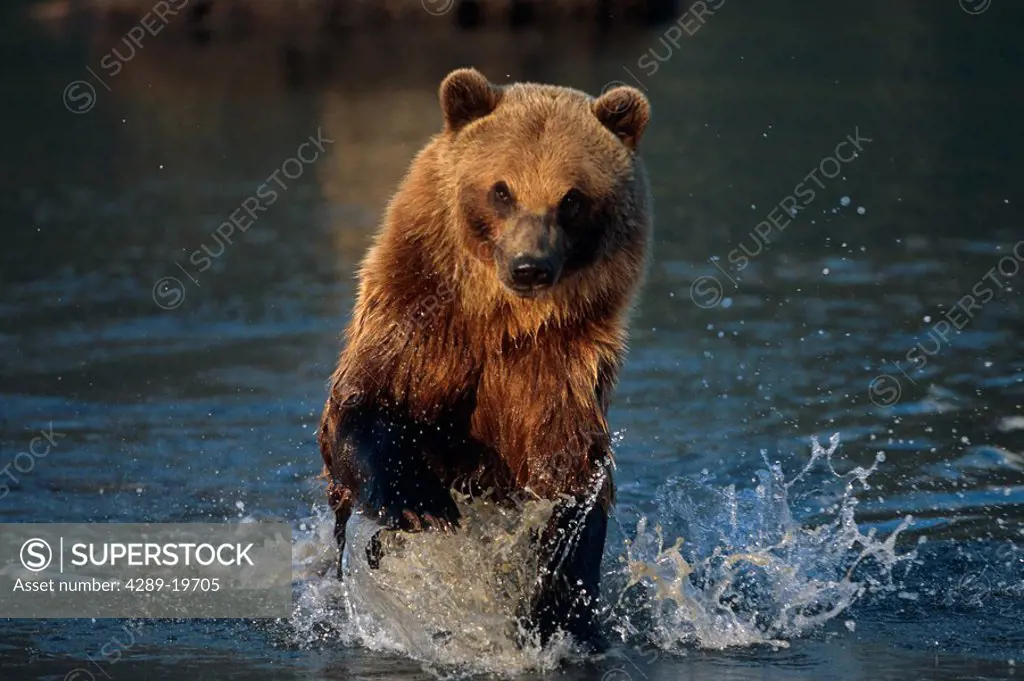 Brown Bear Charging Through Water SC AK Summer Captive Big Game Alaska