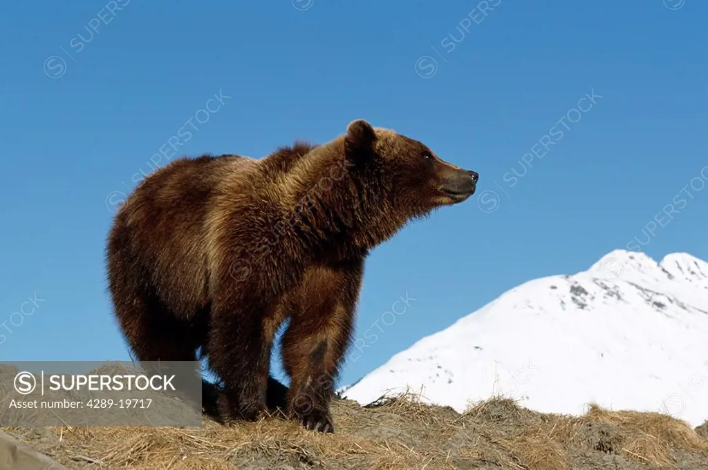 Adult Brown Bear Standing in Snow SC AK Captive Fall/nBig Game Alaska