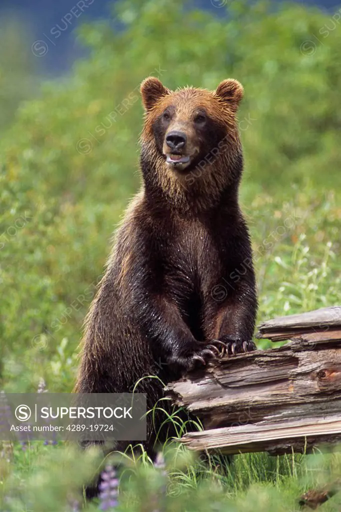 Brown bear standing upright on log Captive Alaska Wildlife Conservation Center Southcentral Alaska