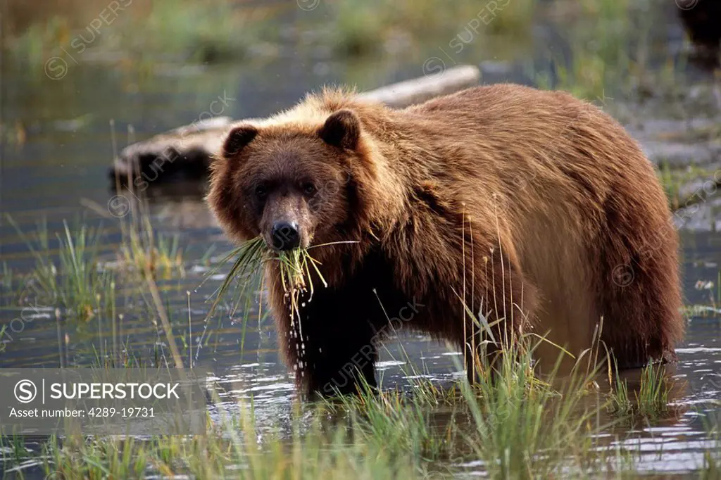 Brown bear w/mouth full of grass in marsh Captive Alaska Wildlife Conservation Center Autumn