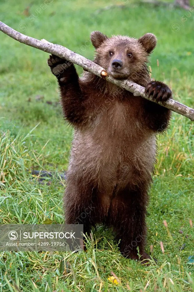 Grizzly cub knaws on stick at AK Wildlife Conservation Center in summer Captive