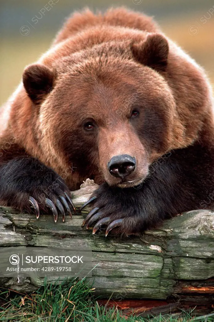 Brown Bear rests with it front legs outstrenched on a log at the Alaska Wildlife Conservation Center. Summer in Southcentral Alaska.Captive