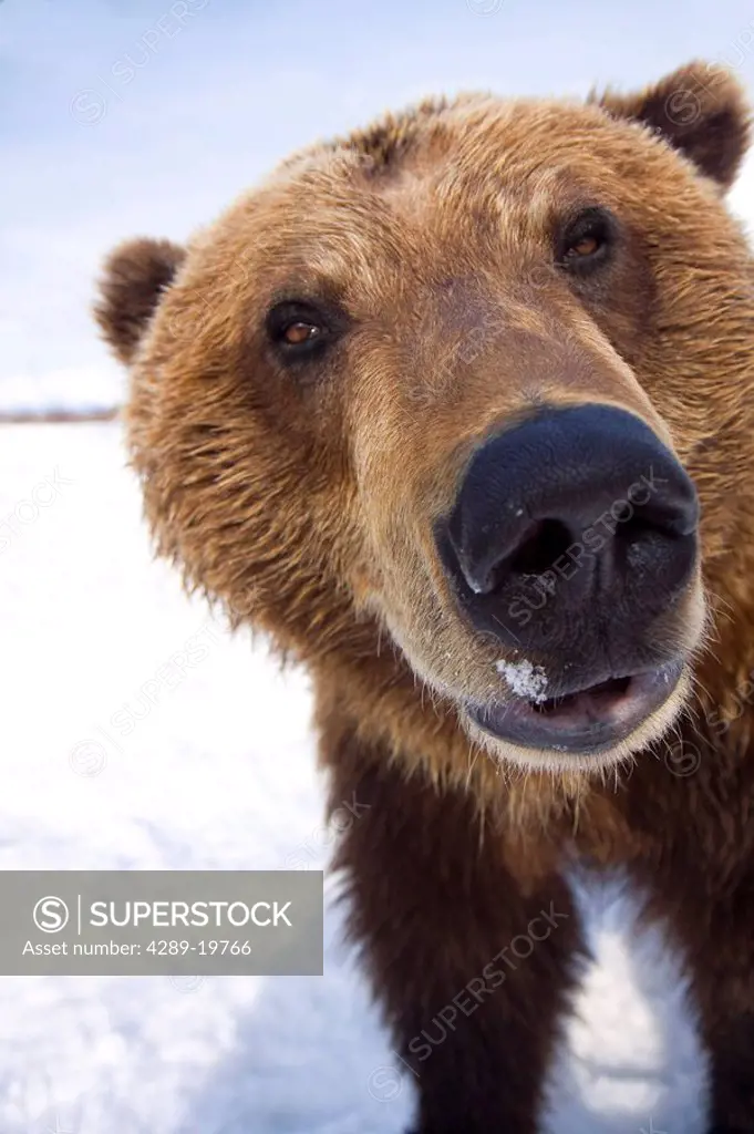 CAPTIVE Extreme close_up of brown bear at the Alaska Wildlife Conservation Center, Southcentral Alaska, Winter