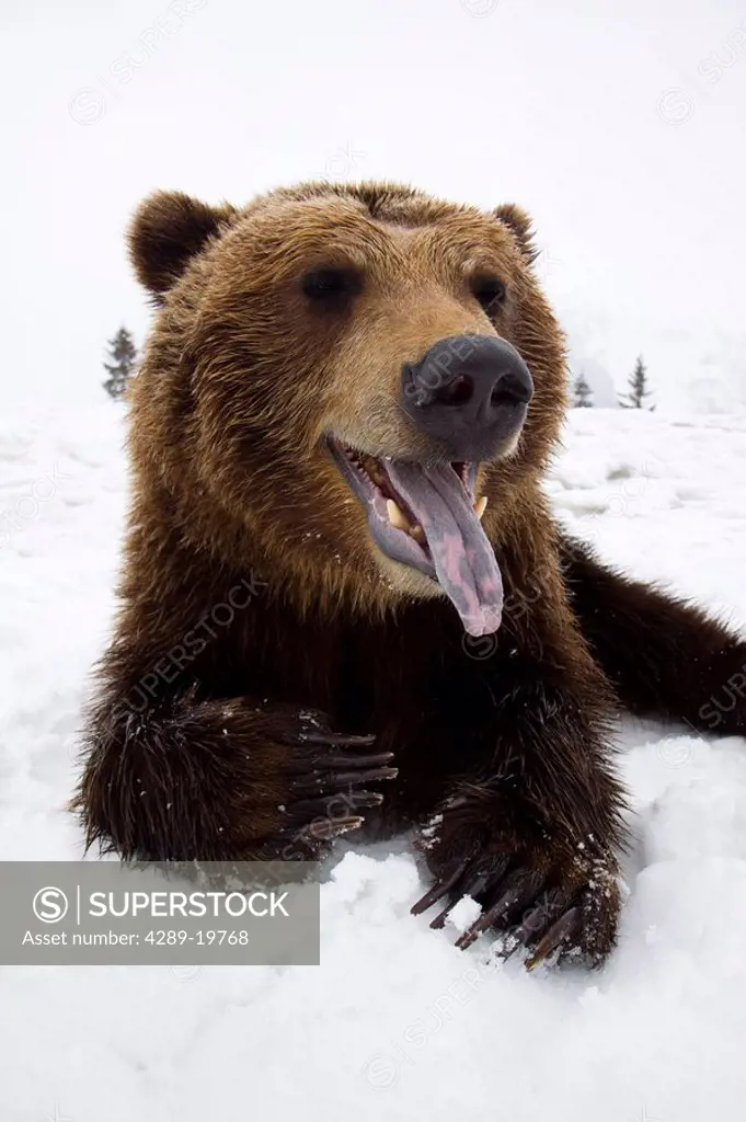 CAPTIVE Brown bear resting in snow at the Alaska Wildlife Conservation Center, Southcentral Alaska, Winter