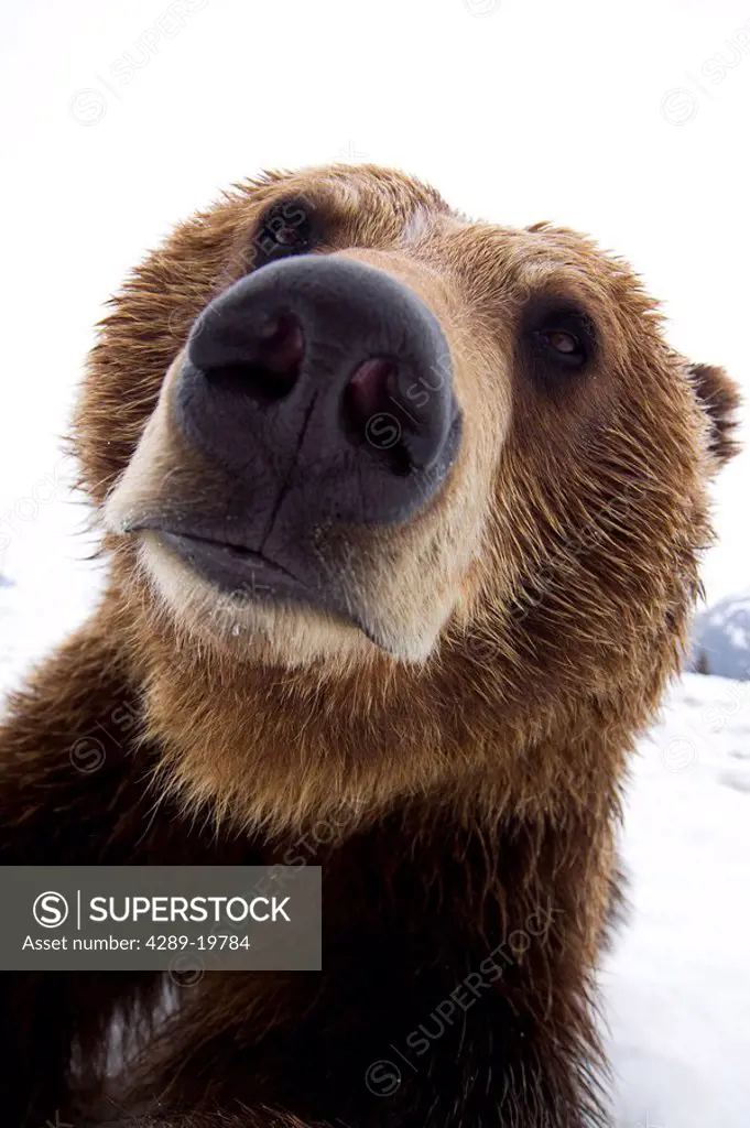 CAPTIVE: Wide angle close up of a Brown bear at the Alaska Wildlife Conservation Center, Southcentral, Alaska