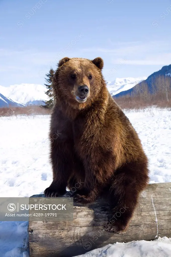 CAPTIVE: Grizzly during winter sits on a log at the Alaska Wildlife Conservation Center, Southcentral Alaska