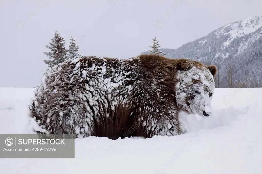 CAPTIVE: Grizzly stands on hind feet during Winter at the Alaska Wildlife Conservation Center, Southcentral Alaska