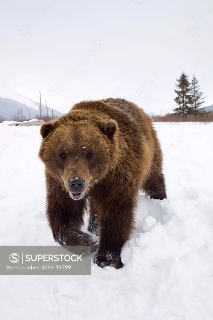CAPTIVE: Grizzly walking in snow during Winter at the Alaska Wildlife Conservation Center, Southcentral Alaska