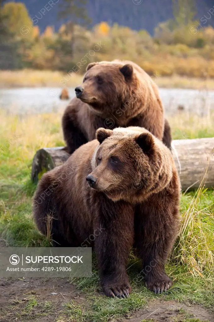 CAPTIVE: Two Brown bears sitting near log at the Alaska Wildlife Conservation Center, Southcentral Alaska