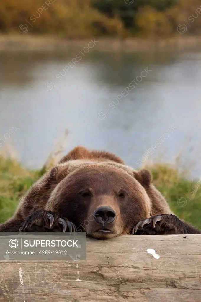 CAPTIVE Grizzly bear rests its head on a log at the Alaska Wildlife Conservation Center, Southcentral Alaska