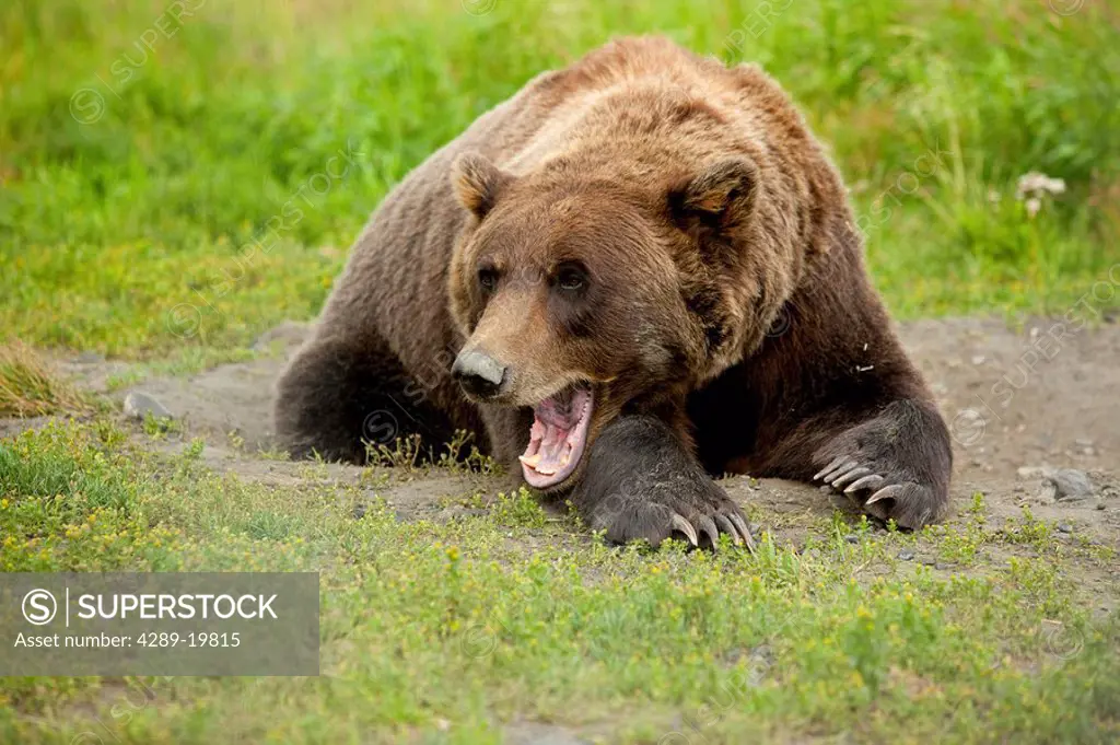 CAPTIVE adult Grizzly bear lays on grass and yawns, Alaska Wildlife Conservation Center, Southcentral Alaska