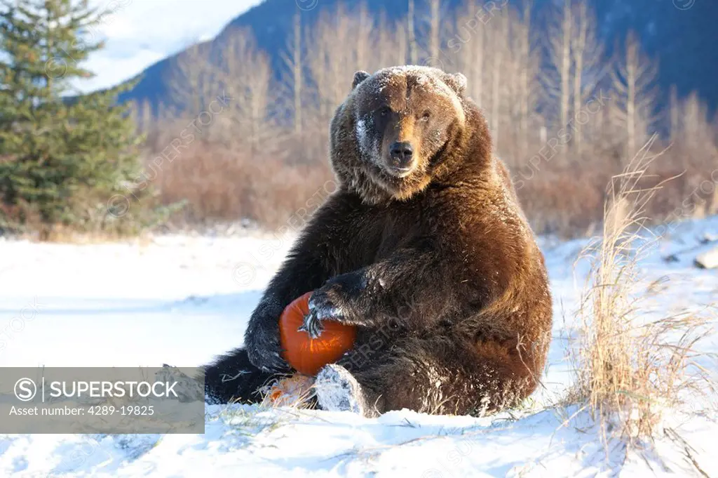 CAPTIVE Grizzly plays with a pumpkin during Winter at the Alaska Wildlife Conservation Center, Southcentral Alaska
