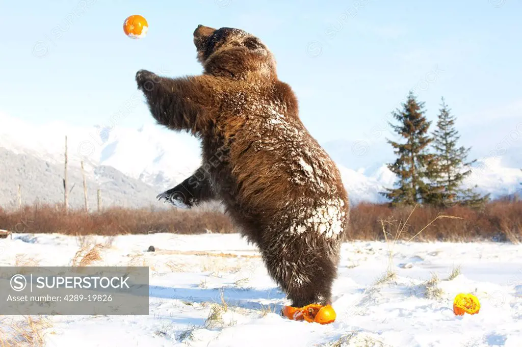 CAPTIVE Grizzly plays with pumpkins by throwing them in the air at the Alaska Wildlife Conservation Center, Southcentral Alaska during Winter