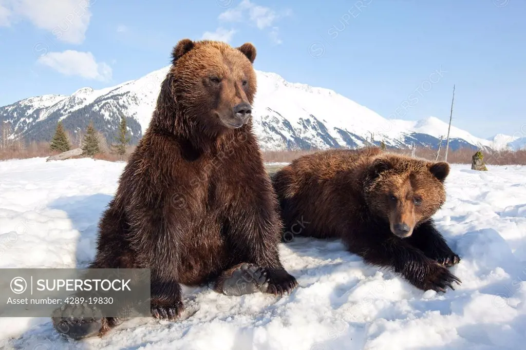 A pair of adult Brown bears relax in the snow at the Alaska Wildlife Conservation Center, Portage, Southcentral Alaska, Winter, CAPTIVE