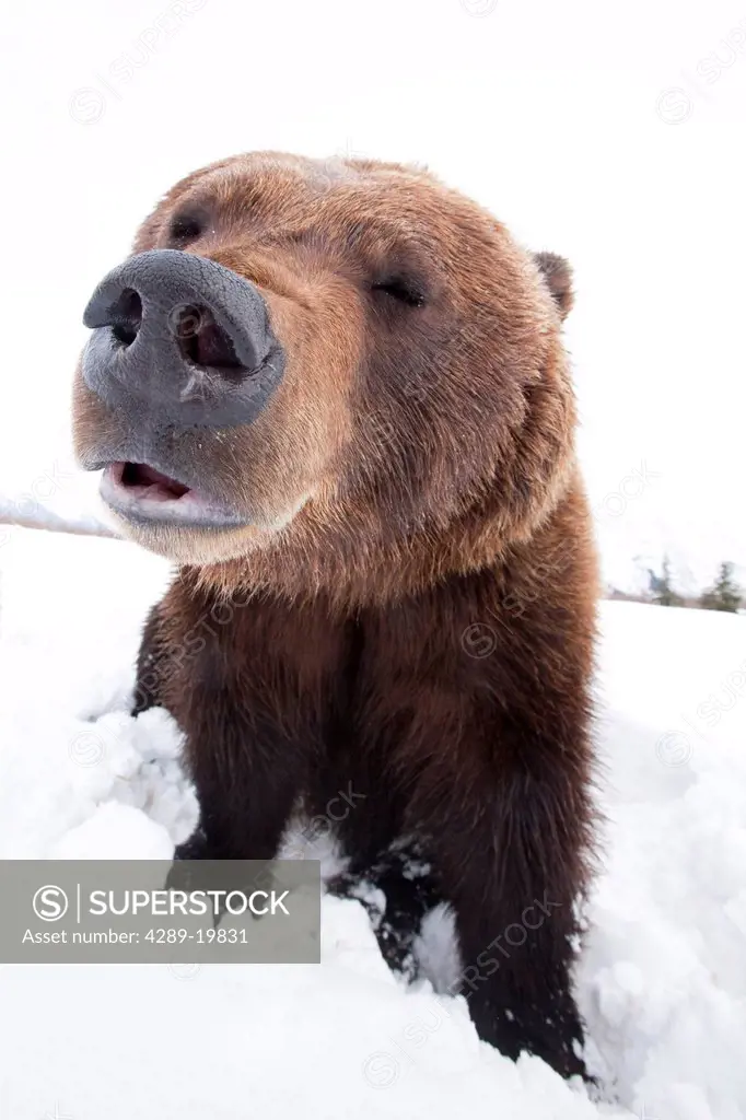 Close up of an adult Brown Bear at the Alaska Wildlife Conservation Center, Portage, Southcentral Alaska, Winter, CAPTIVE