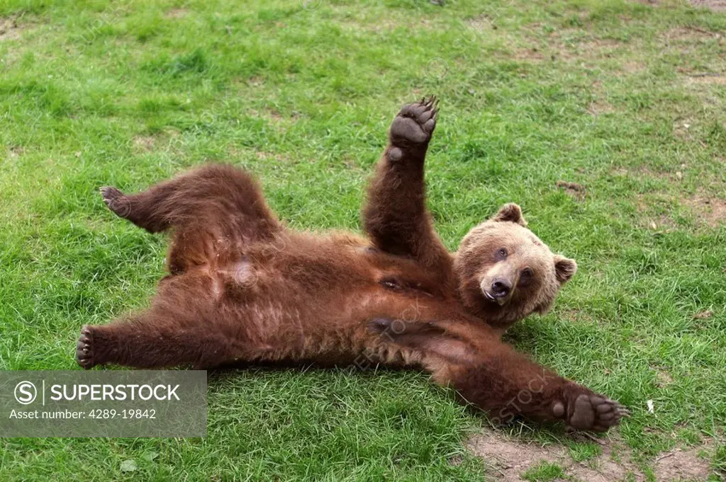 Brown bear laying on back in grass gesturing with paw in Southcentral forest Alaska Summer