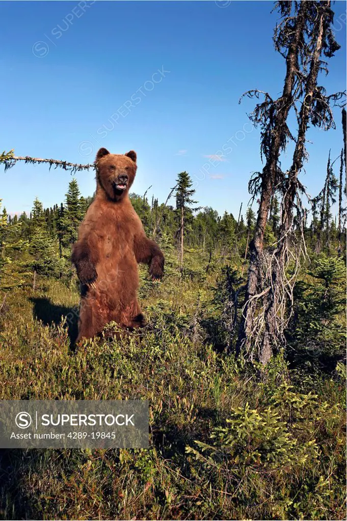 Brown bear standing on hind legs in Southcentral forest Alaska Summer