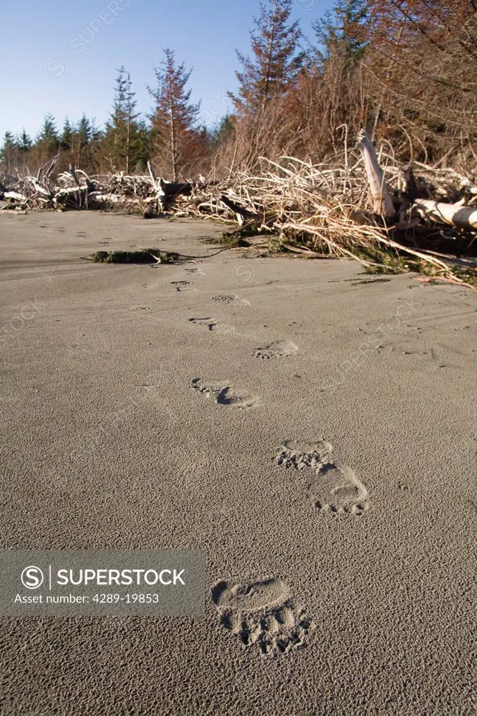 Brown bear tracks in sand on beach, Hinchinbrook Island, Prince Wiliam Sound, Chugach Mountains, Chugach National Forest, Southcentral Alaska, Summer