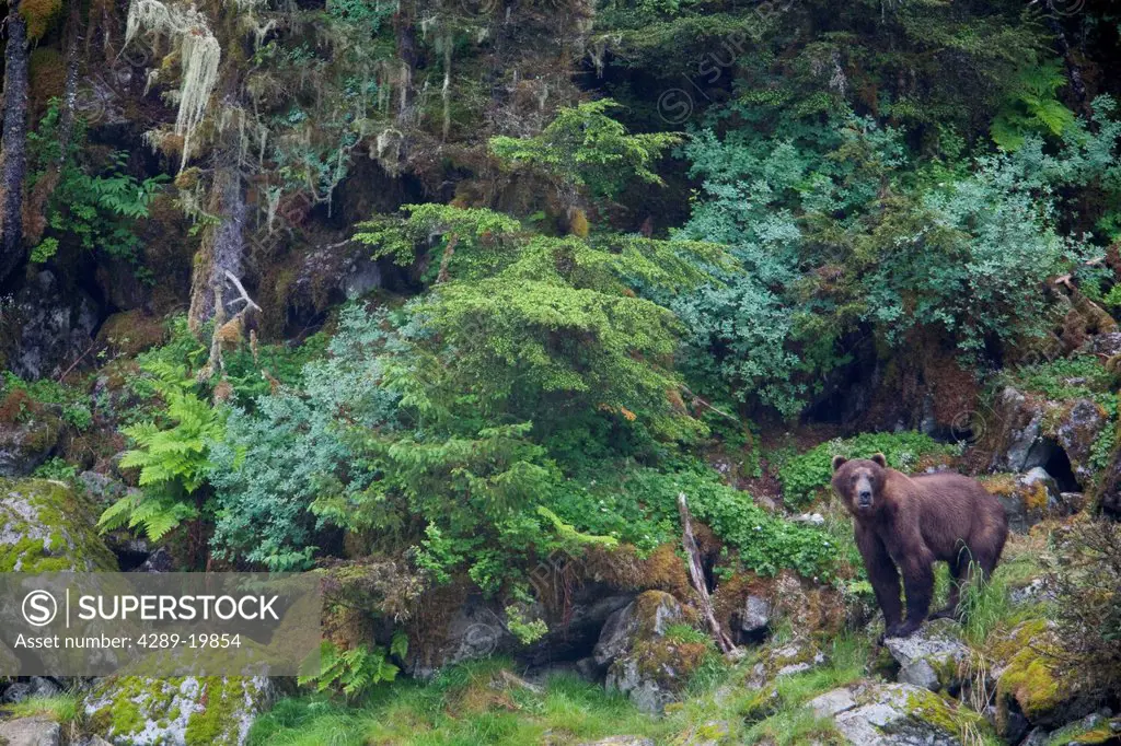 View of a Brown bear standing in lush green rainforest, Prince William Sound, Chugach Mountains, Chugach National Forest, Southcentral Alaska, Summer