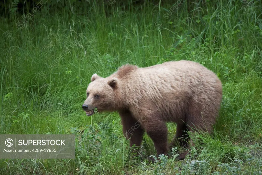 Brown bear feeding on green grasses, Prince William Sound, Chugach Mountains, Chugach National Forest, Alaska, Southcentral, Summer